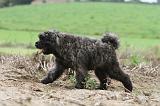 BOUVIER DES FLANDRES 196